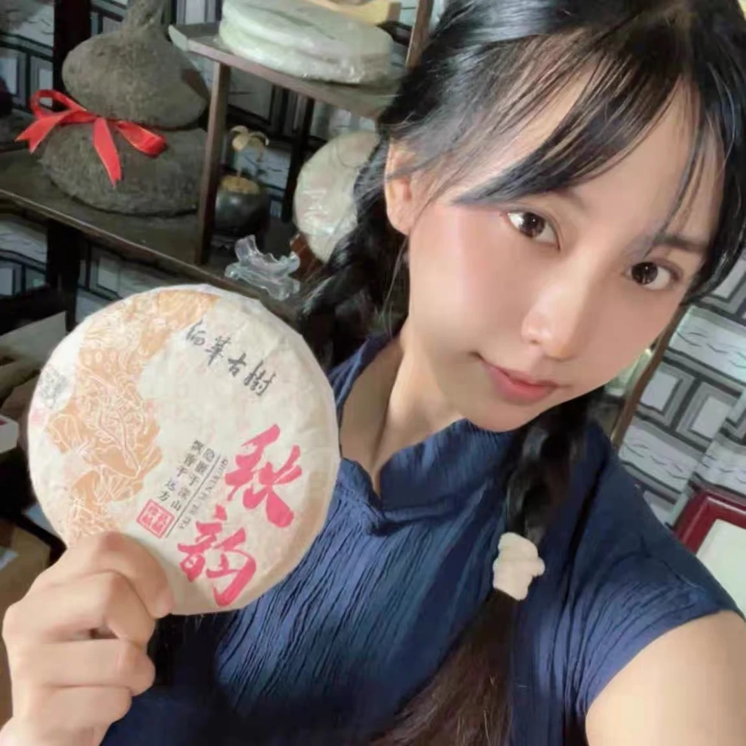 缅华古树1号干龙潭基地2023年秋韵谷花茶普洱茶香气高扬茶气足