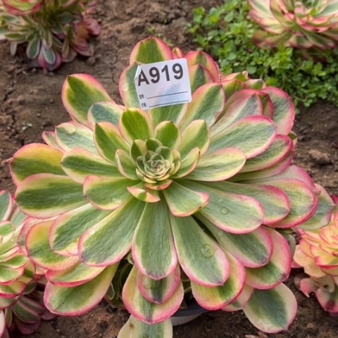 多肉植物火龙果捧花