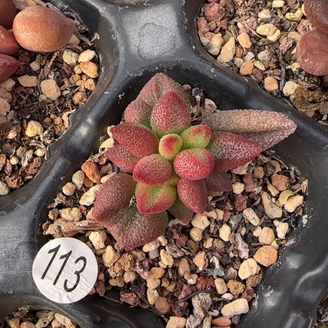 田*喵独立水泡多肉植物