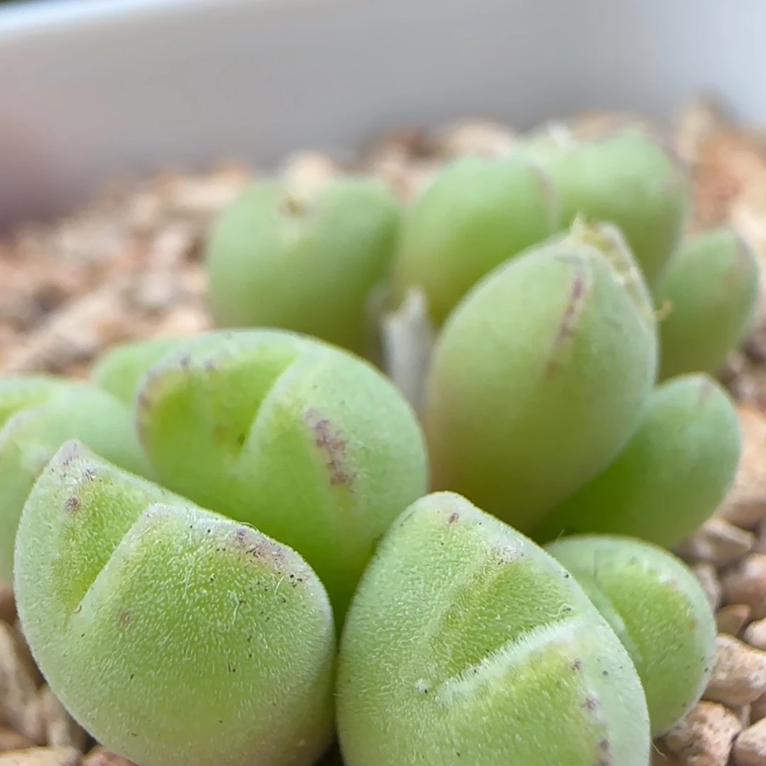 2.11.53/12头小米雏