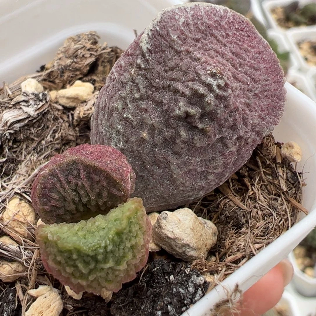 实生新品大苗多肉植物水泡