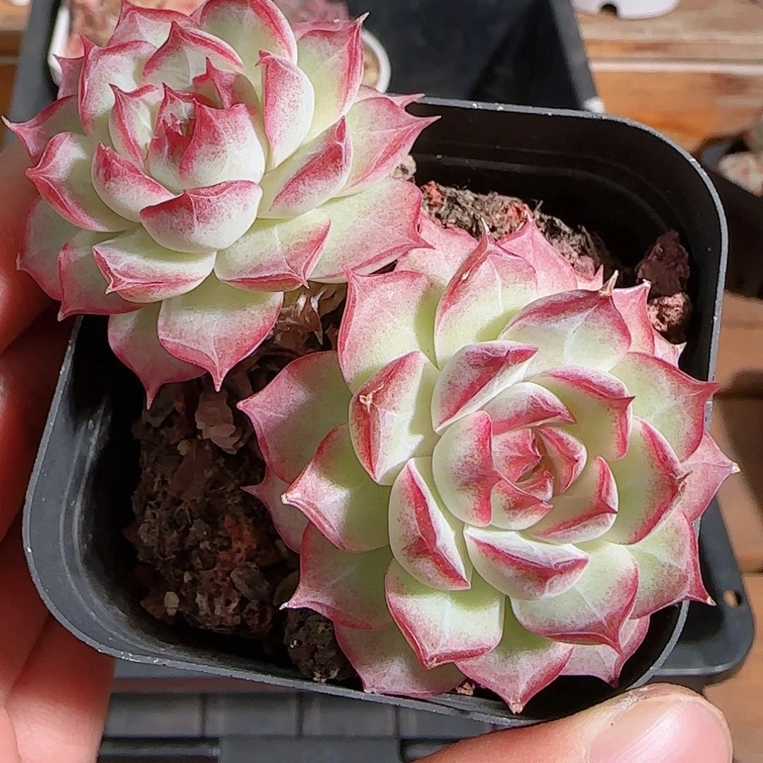 1108----695开播福利女王玫瑰散的