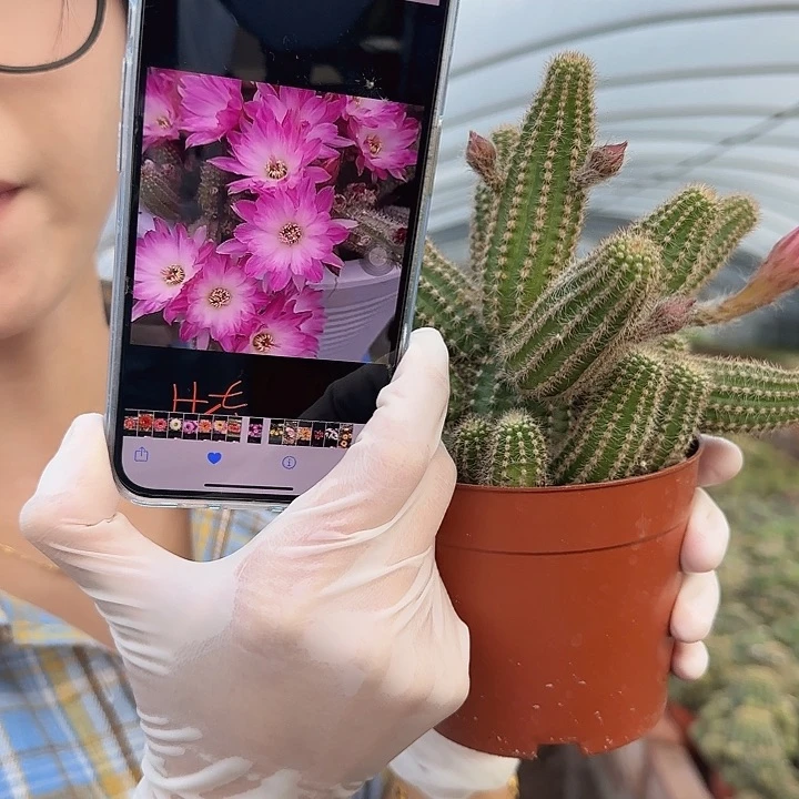 特鲁迪（掉头掉崽不售后）