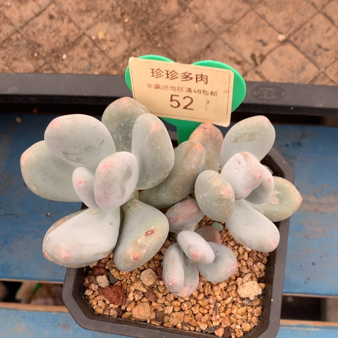 米可奶无砍平头52