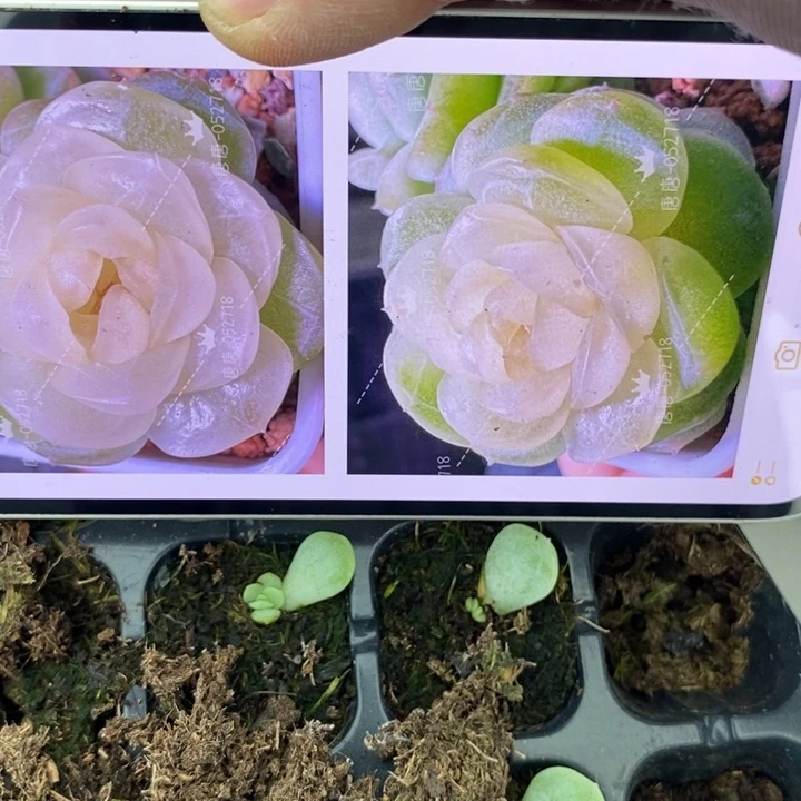 穴盘懒t12芽苗一个多肉