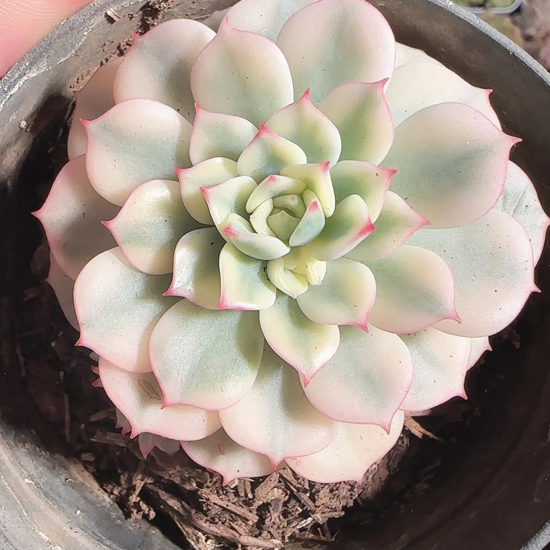 多肉1122-49艾格妮丝玫瑰锦