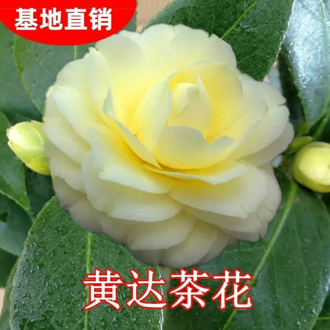 正黄旗黄达茶花重瓣大花带花苞室内外阳台四季绿植耐寒花卉盆栽