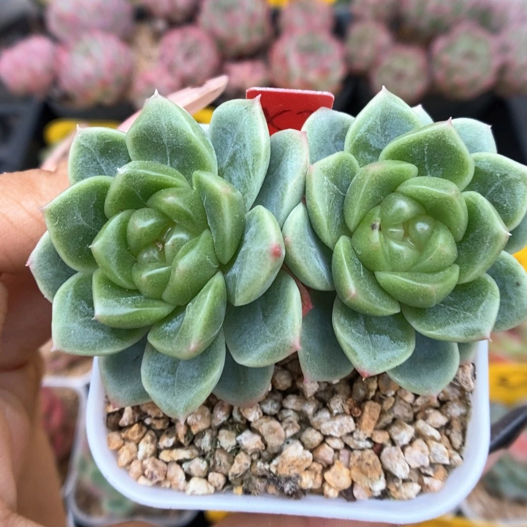 x7灯泡心珍妮可拍。