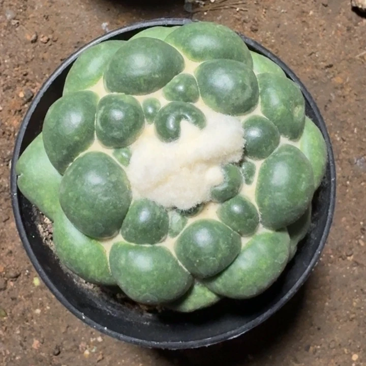 无花朵无刺象牙可带盆