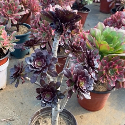 黑豆多肉植物058
