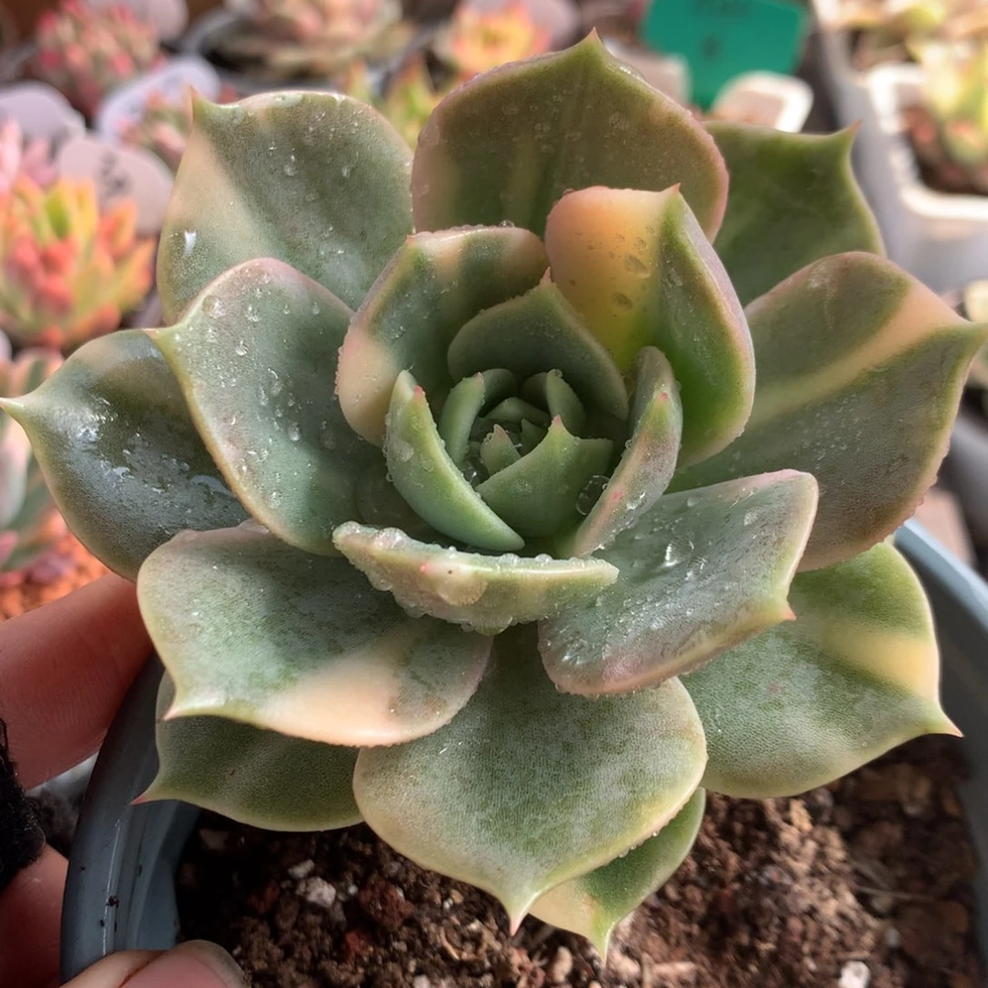 贝加尔湖全拉丝锦j j