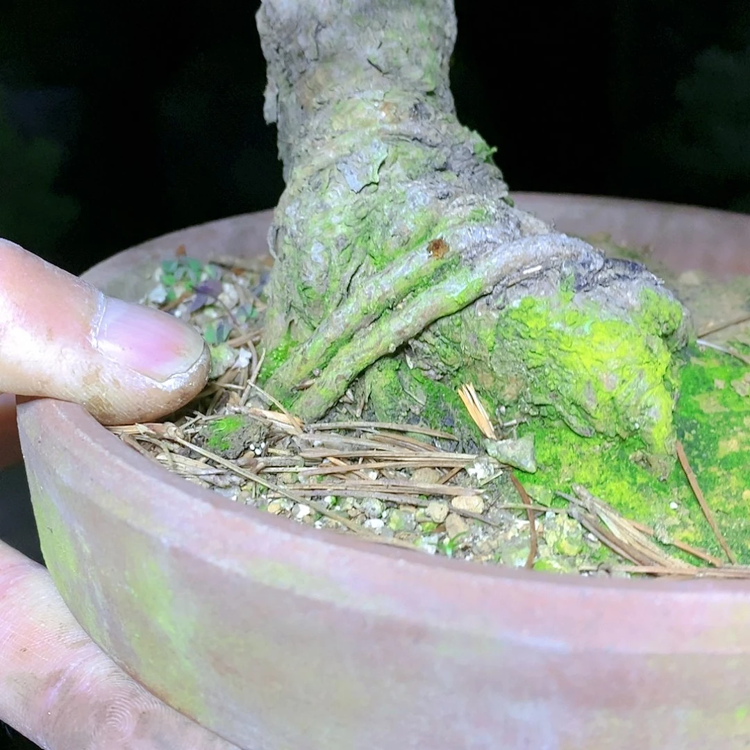 【闪购商品】无花朵