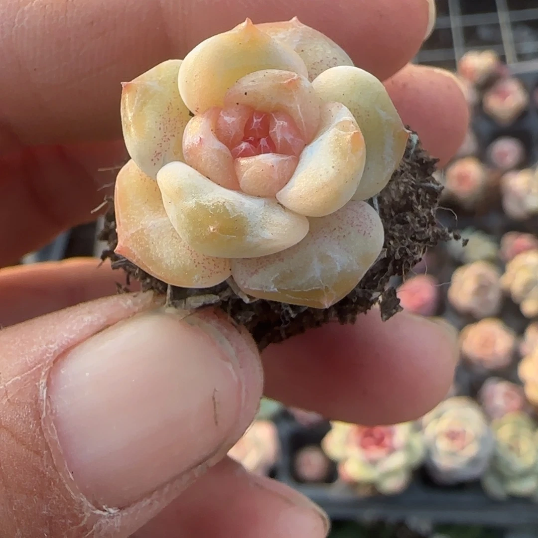 多肉小卡拉米糖心一物一拍