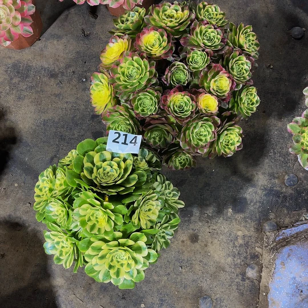 眼****酒海鲜214拖土