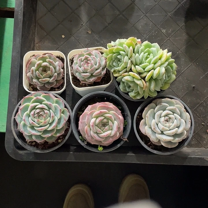 雾****6颗寄养