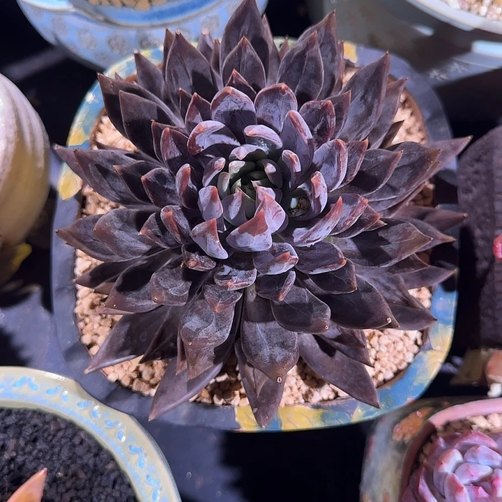 战神 20cm  一物一拍