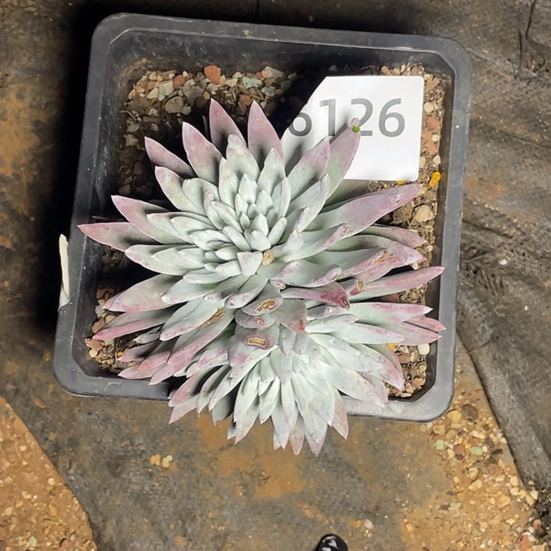 【闪购商品】白菊苹果叶