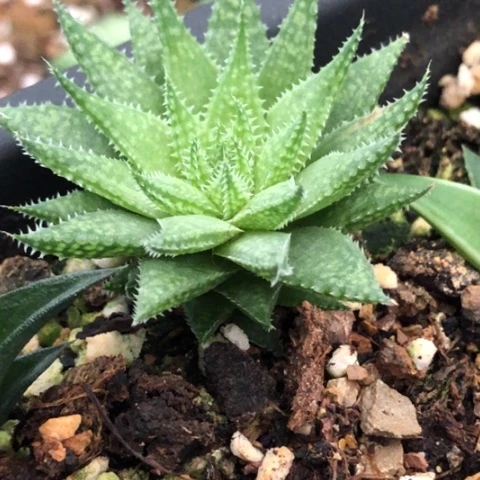 原始十二卷脱盆发货