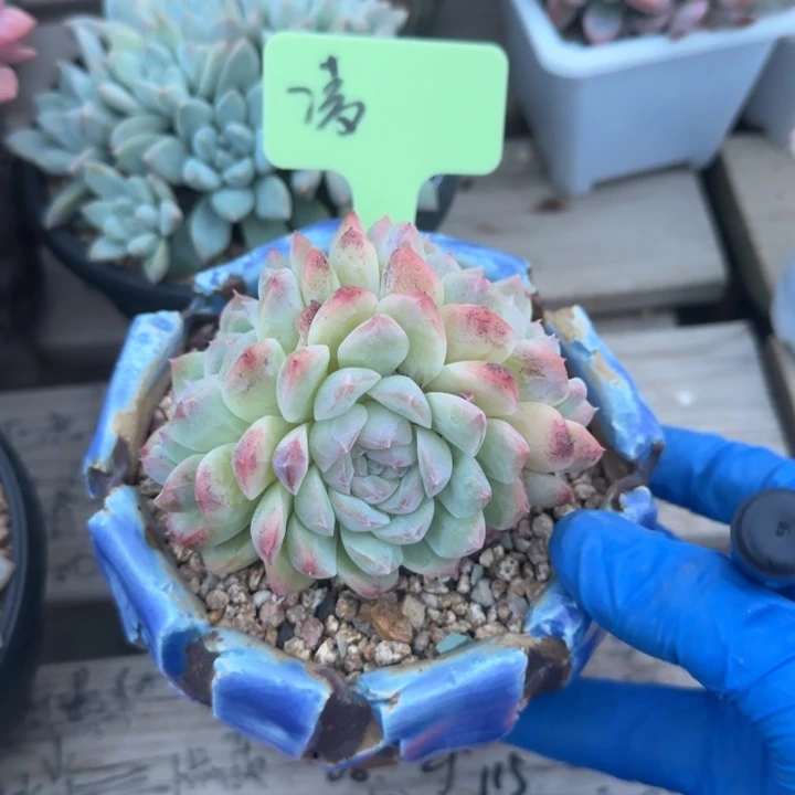 白桃汽水三头五十包邮老桩