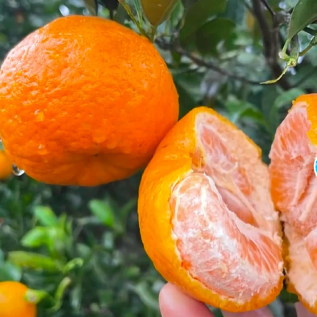湖南湘西正宗椪柑露天种植原生态蜜橘