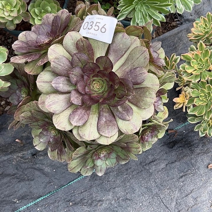 0356墨染多肉植物