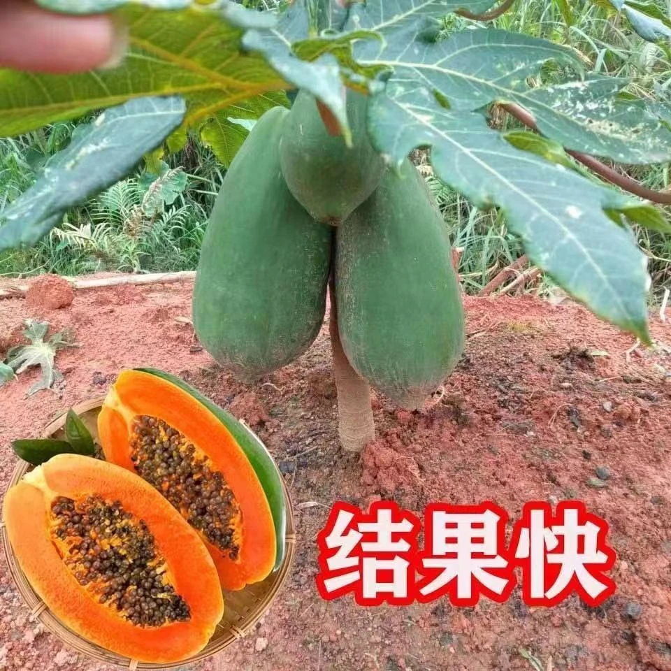 广西木瓜树苗冰糖红心木瓜苗矮化特大木瓜苗南方种植四季结果