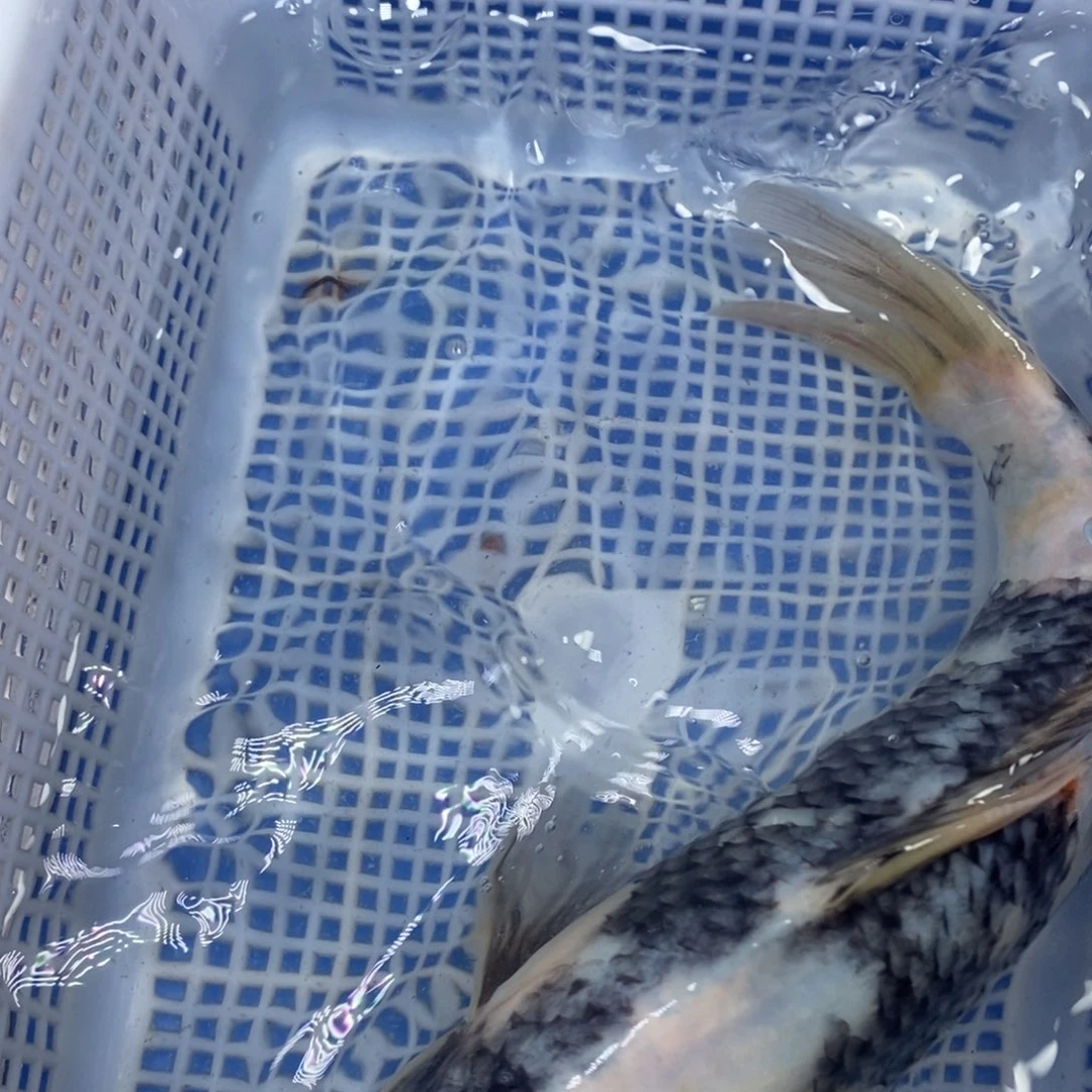 锦鲤冷水锦鲤包邮