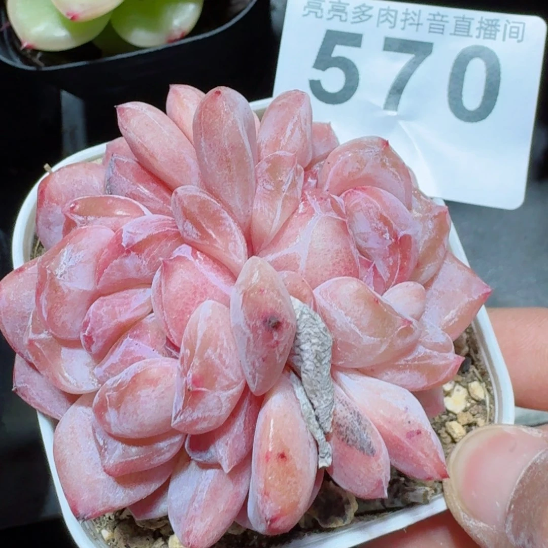 石化         精品多肉