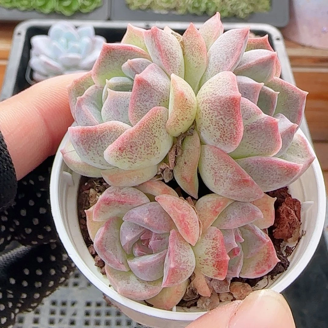 多肉1009--154福利