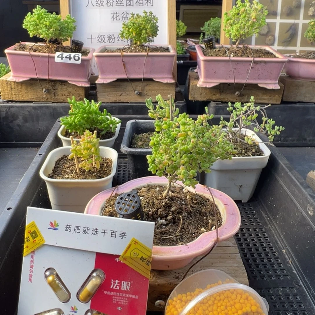 枝干番杏多肉植物480乐