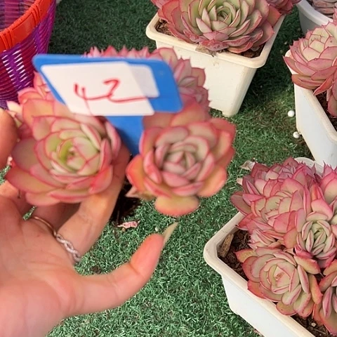 42牡丹亭一脱土多肉