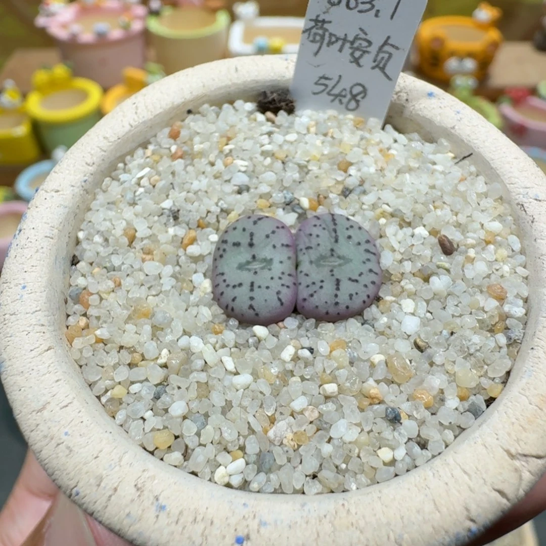 蘑菇1100荷叶安贞多肉植物