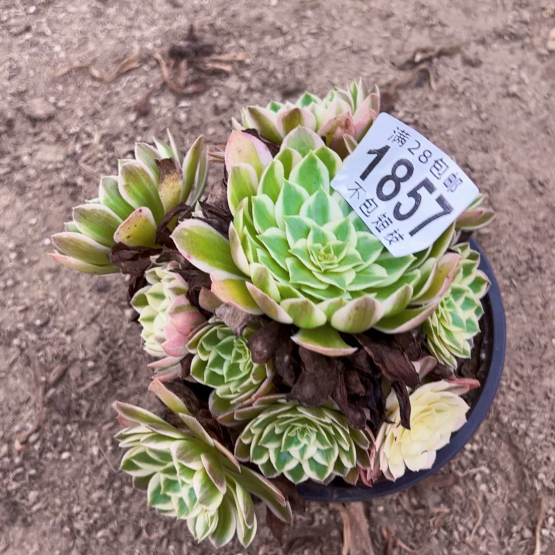 1857海王多肉植物法师法师