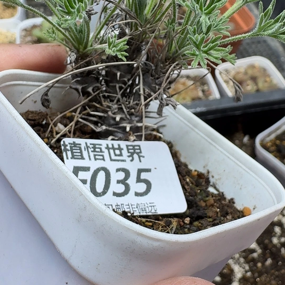 多肉植物的人生ghnn