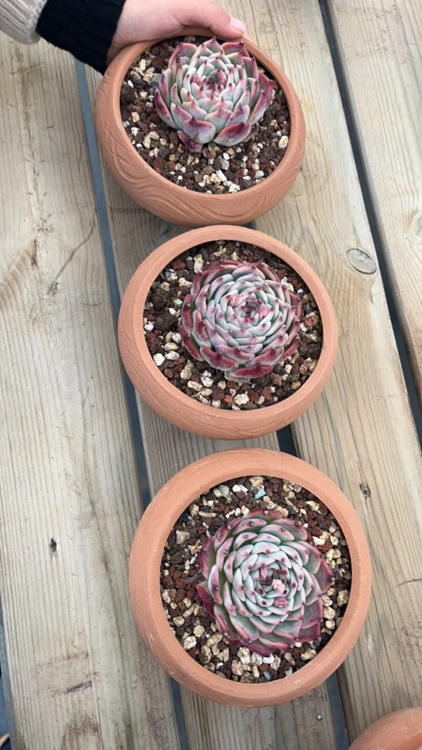 吉娃娃单头多肉三颗