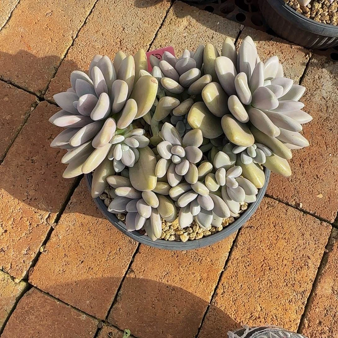 星***月多肉植物美人系列