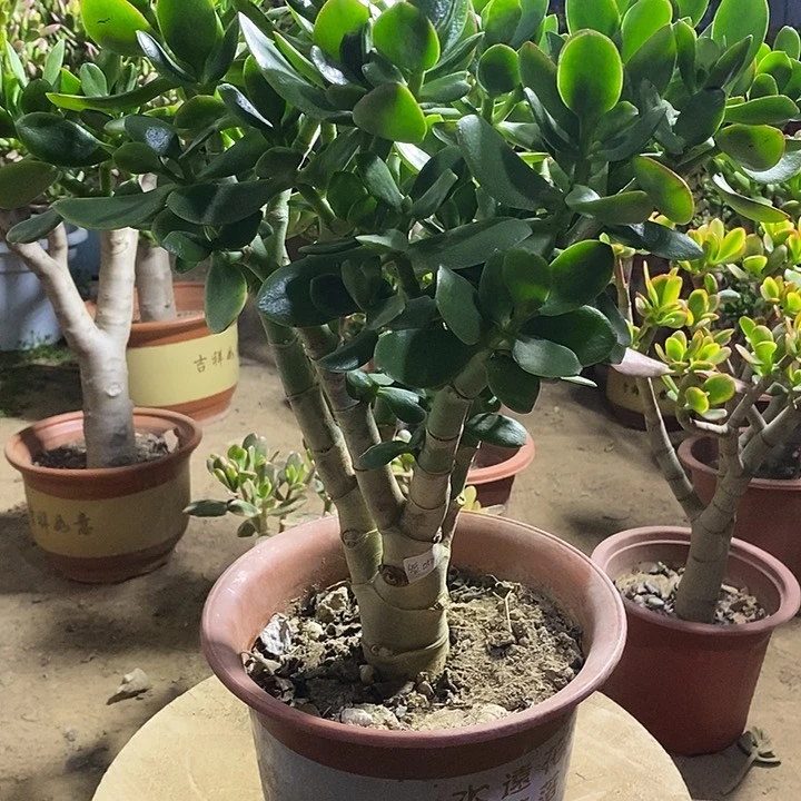 短*45玉树一物一拍