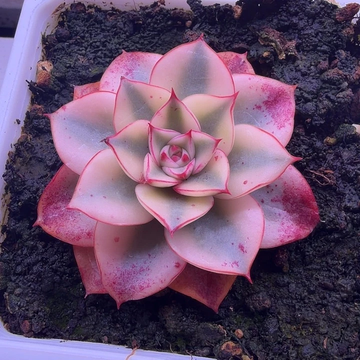 斗牛士锦多肉植物