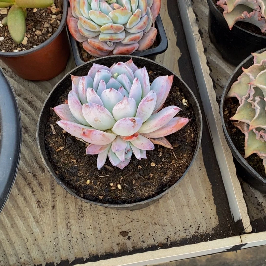 凉***剧48包邮一物一拍多肉植物