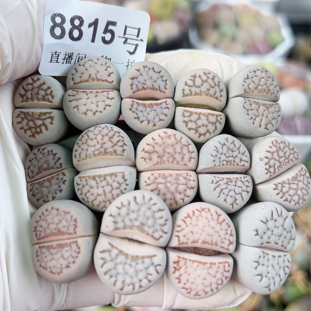 8815 好养易活生石花大母本14个