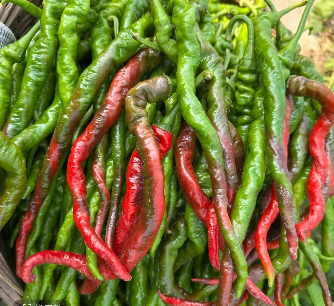 湖南本地螺丝椒露天种植现摘现发新鲜香辣适合辣椒炒肉【顺丰包邮】