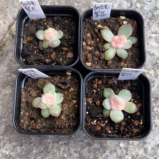 秘境繁花四颗一组