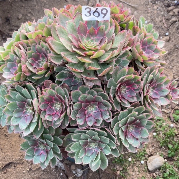 完全开放369多肉植物莲花座
