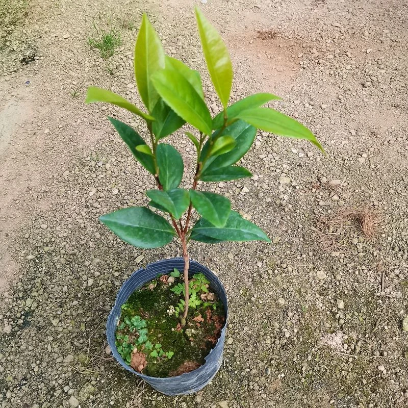 茶花小苗室内植物室内净化空气花卉盆景四季常青圆形花盆文竹苔藓