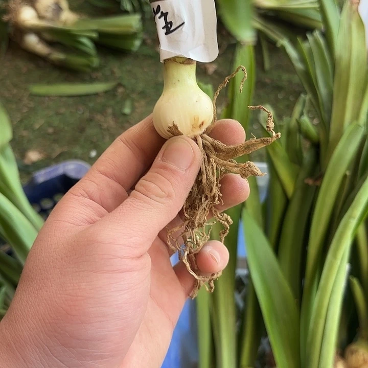 完全开放紫金2.5-3厘米左右