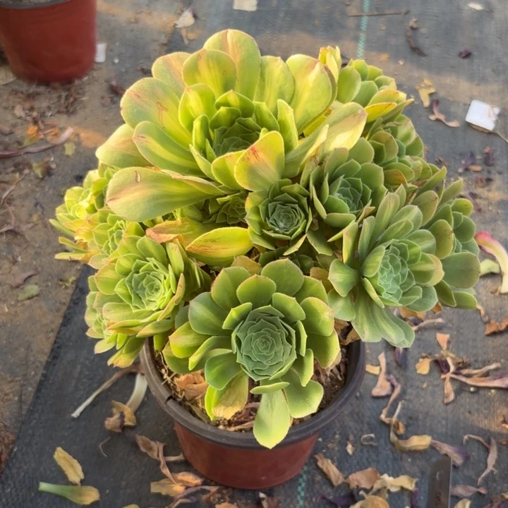 五彩琉璃多肉植物不包损984