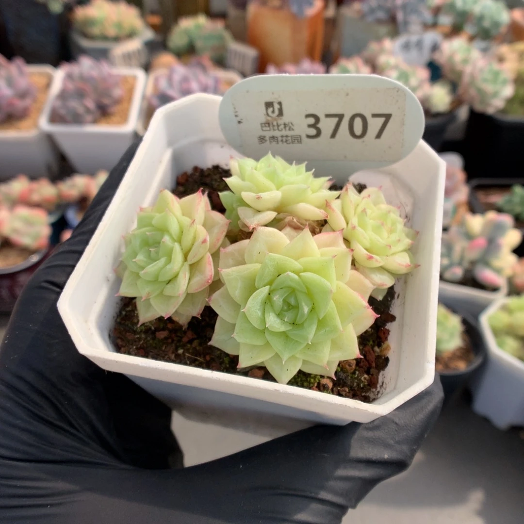 3707 白天鹅多肉多肉