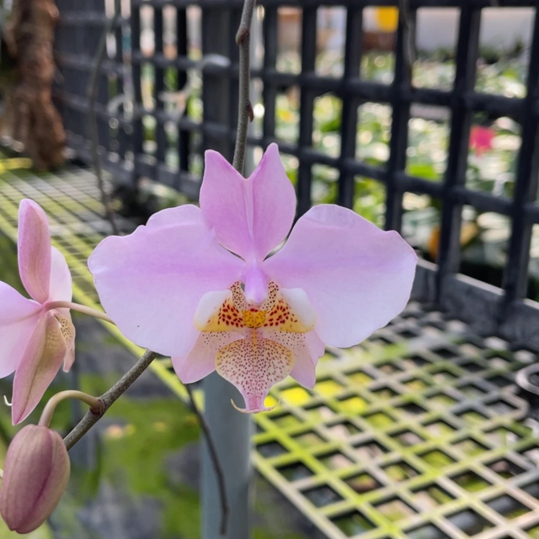 大部分开放少量花苞