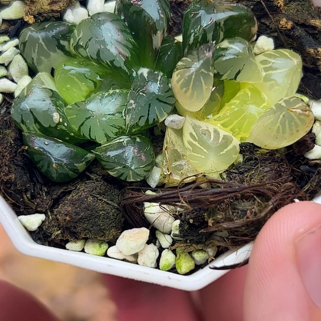 北极之光锦十二卷多肉植物