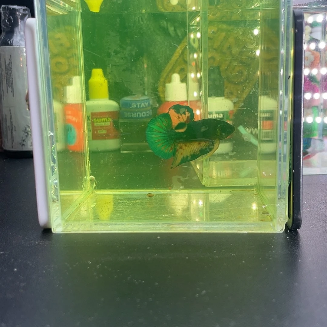 斗鱼42号1030早mg万兰达